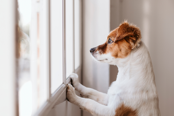 image for When the House Goes Quiet: Helping Your Dog Cope with Back-to-School Separation Anxiety